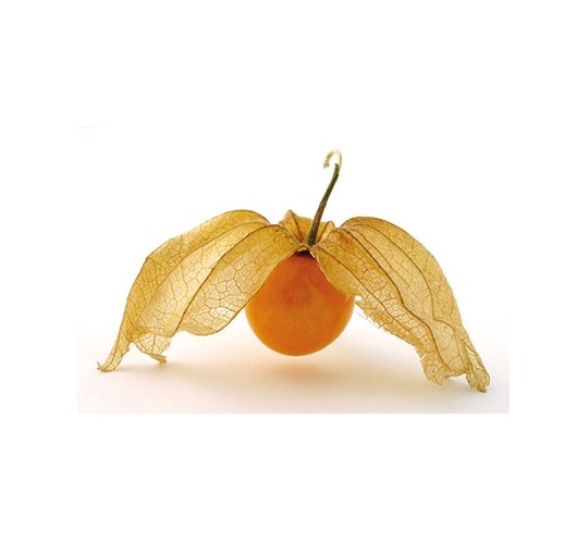 Physalis