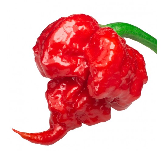 Pimiento Picante Carolina Reaper