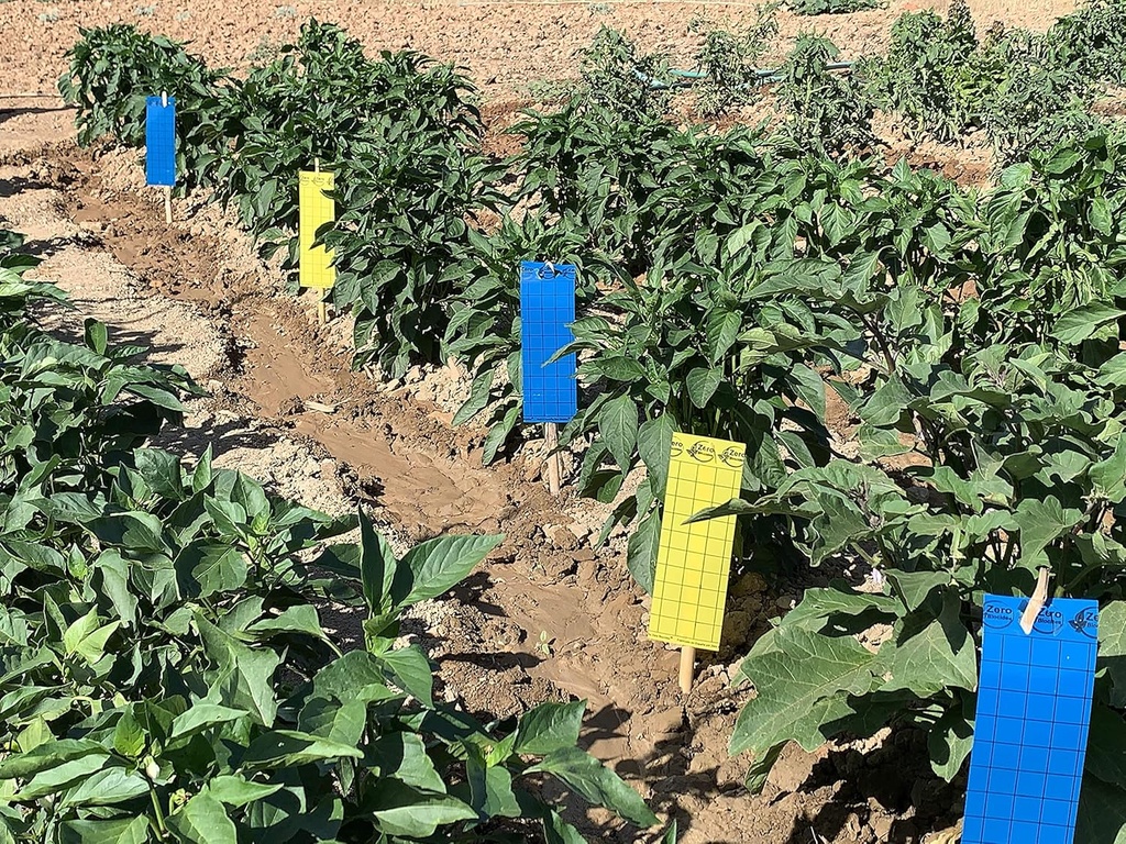 Trampa cromatica ecológica para huerto y jardin