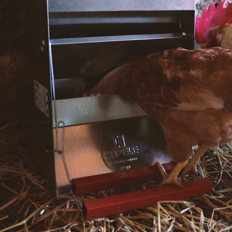 Comedero Automático para Gallinas "Safeed"