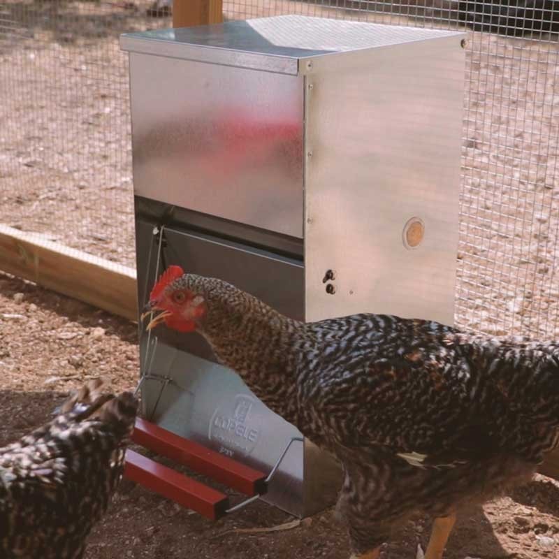 Comedero Automático para Gallinas "Safeed"