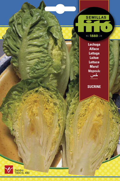 Semilla Lechuga Sucrine (Cogollitos de Tudela)