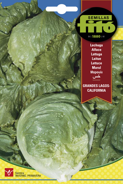 Semilla Lechuga Grandes Lagos - California