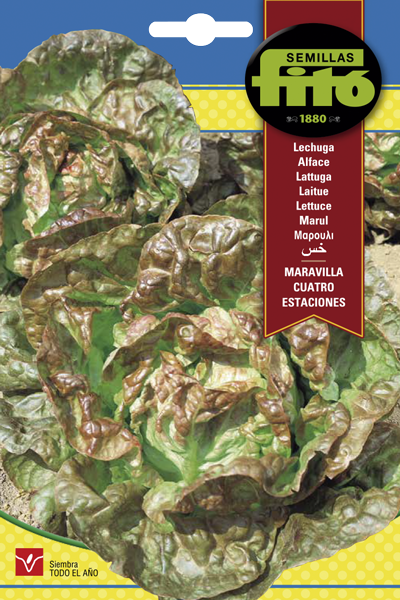 Semilla Lechuga Maravilla Cuatro Estaciones