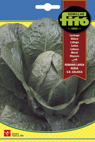 Semilla Lechuga Romana Larga Rubia - Galaica