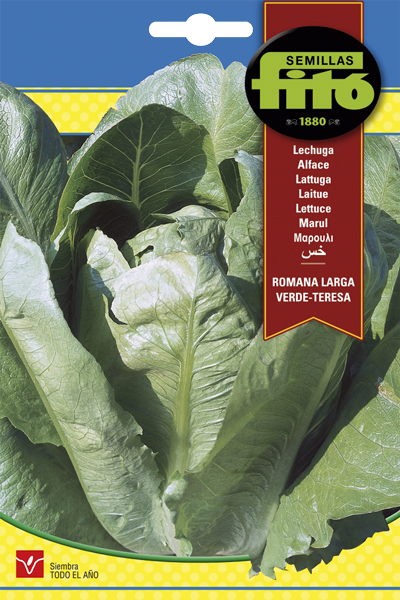 Semilla Lechuga Romana Larga Verde  - Teresa