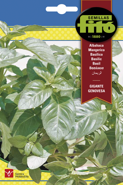 Semilla Albahaca Gigante Genovesa
