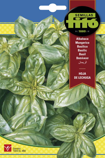 Albahaca Hoja de Lechuga