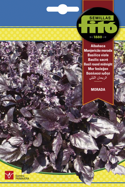 Albahaca Morada