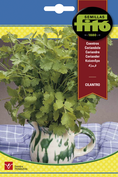 Cilantro