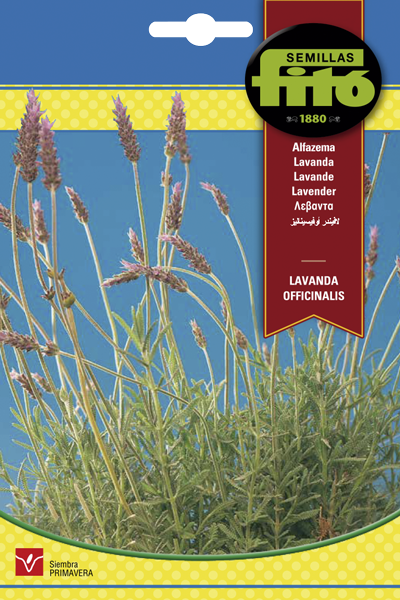 Lavanda Officinalis