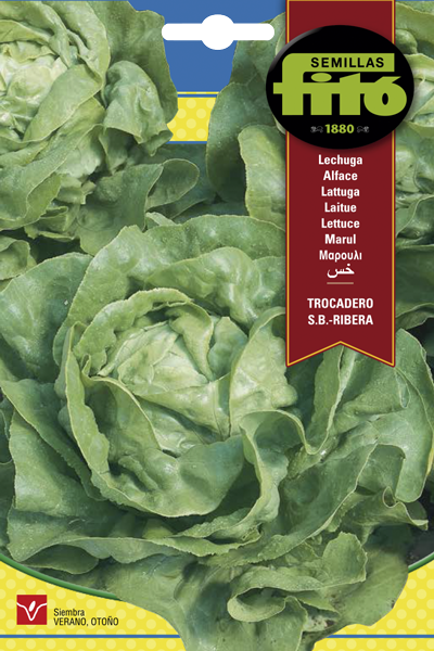 Semilla Lechuga Trocadero - Ribera