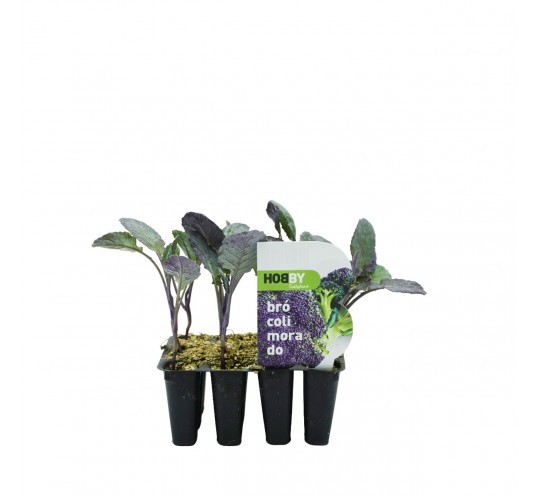 Brocoli Morado Pack 12