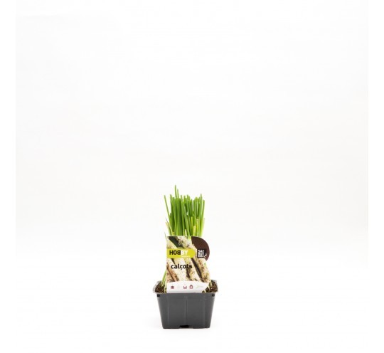 Calçots Pack 50