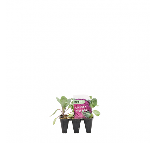 Coliflor Morada Pack 6