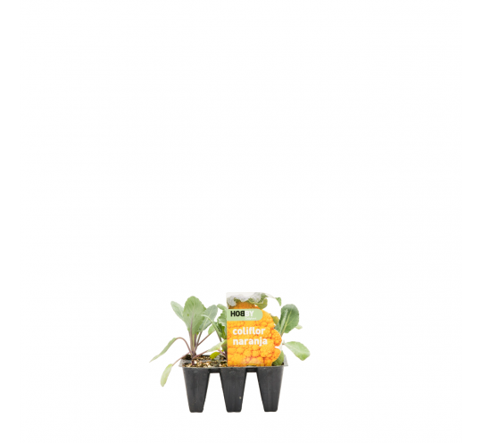Coliflor Naranja Pack 6