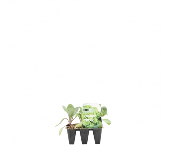 Coliflor Verde Pack 6