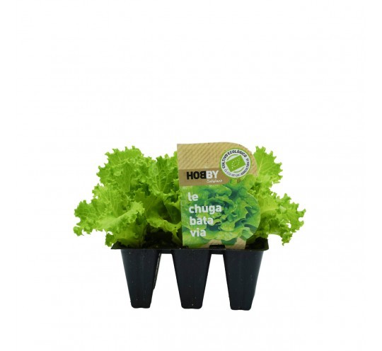 Lechuga Batavia Tamaño Pack 12