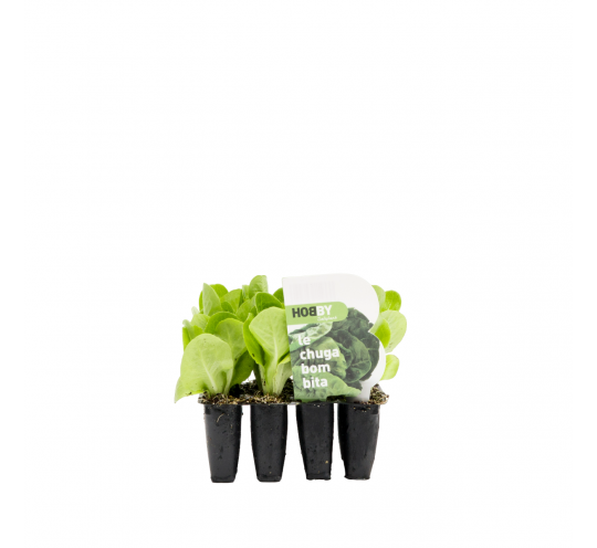 Lechuga Bombita Unidad