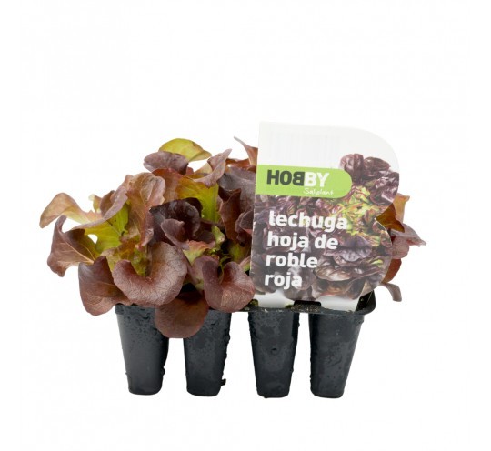Lechuga Hoja Roble Roja Pack 12