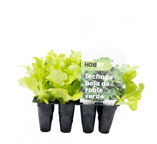 Lechuga Hoja Roble Verde Pack 12