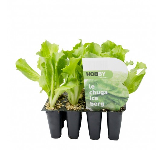 Lechuga Iceberg Unidad