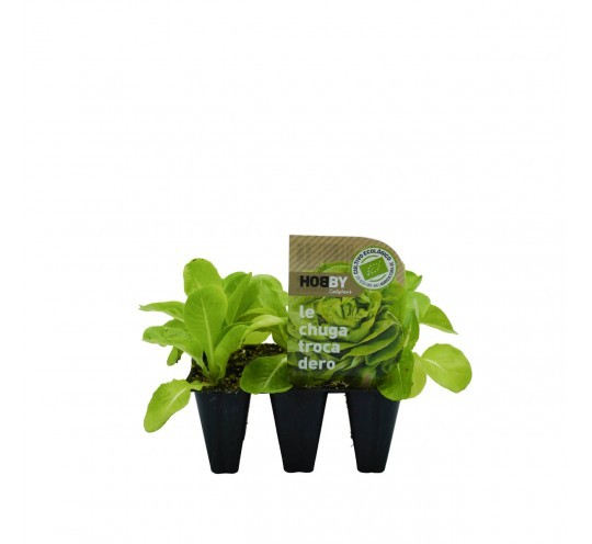 Lechuga Trocadero Pack 12