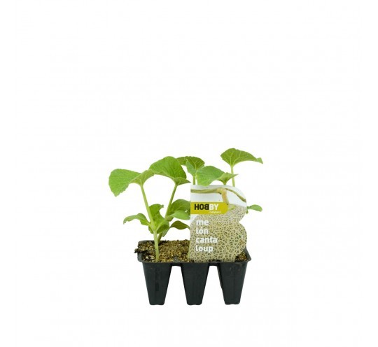 Melon Cantaloup Pack 6