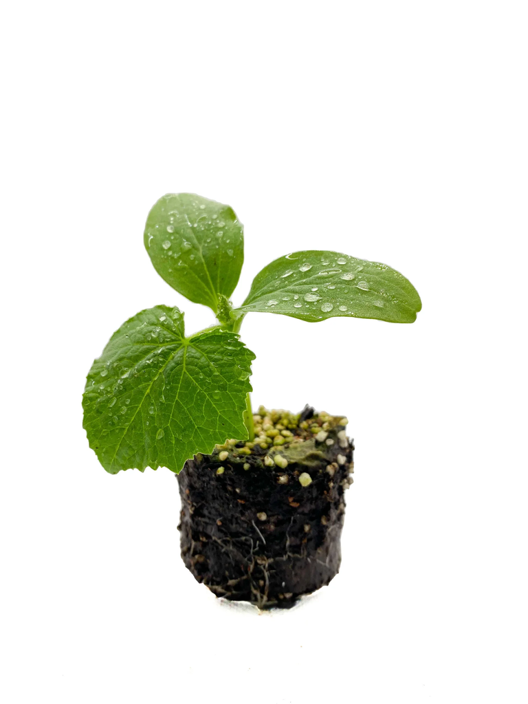 Pepino Español Corto Unidad