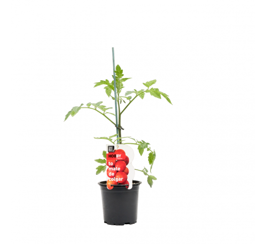 Tomate De Colgar