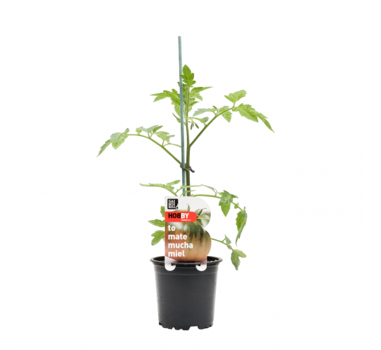 Tomate Muchamiel Unidad