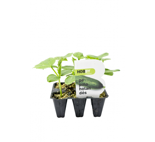 Pepino Holandes Unidad