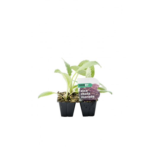 Alcachofa Morada Pack 4