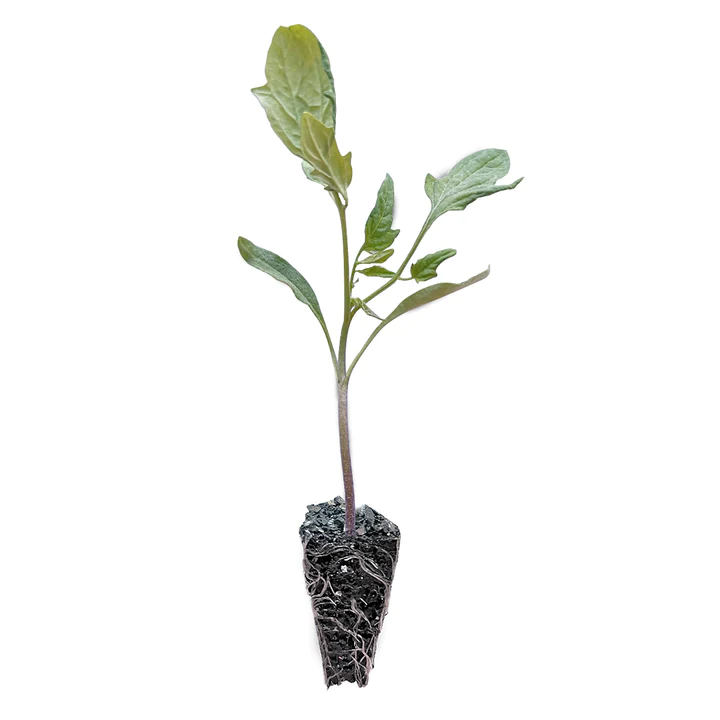 Tomate Corazon De Toro Unidad