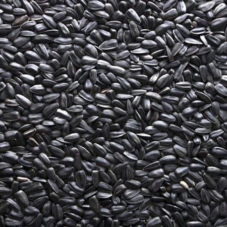 Pipa negra 3 kg