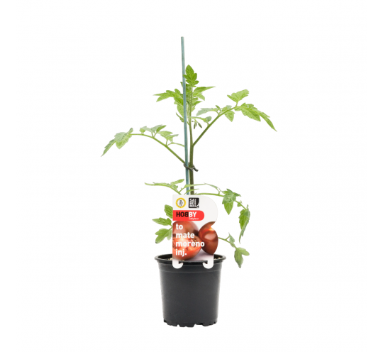 Tomate Cherry Morenito Injertado