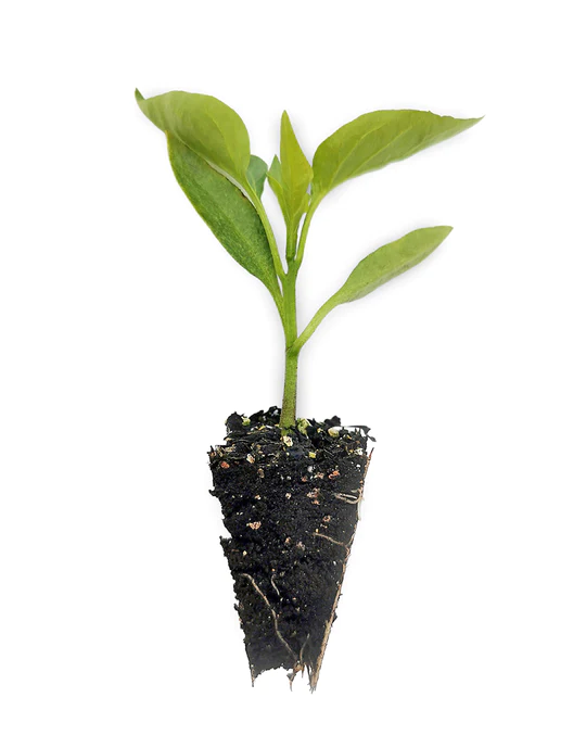 Pimiento Cornicabra Unidad