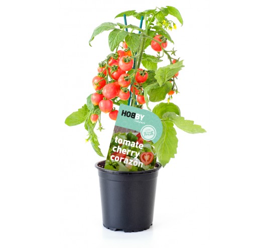 Tomate Cherry Corazon Hobby Fresh Maceta Ø 13