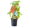 Tomate Cherry Corazon Hobby Fresh Maceta Ø 13