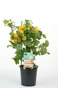 Tomate Cherry Amarillo Hobby Fresh Maceta Ø 13