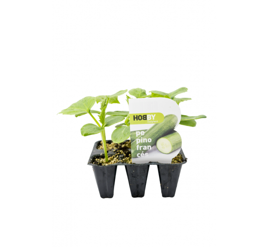 Pepino Frances Largo Unidad