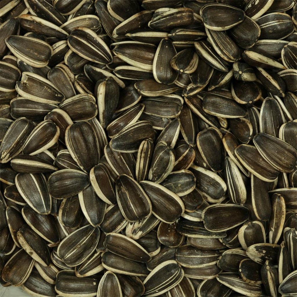 Pipas para Loros y Cotorras 2,5 Kg