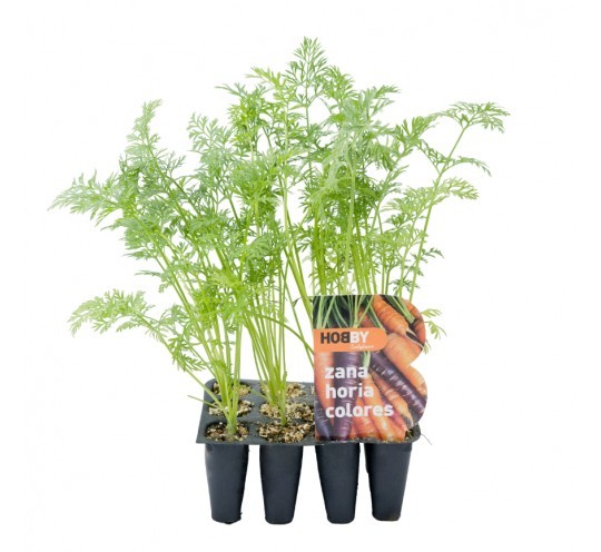 Zanahoria Colores Pack 12