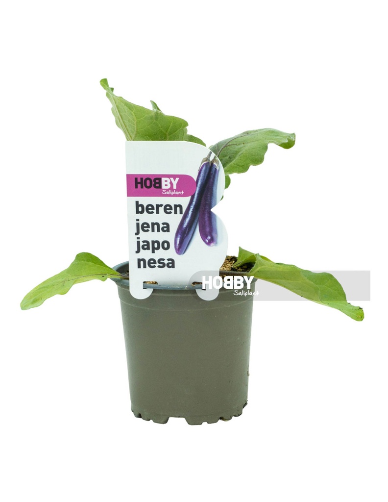 Berenjena Japonesa Ø 11 Hobby Fresh