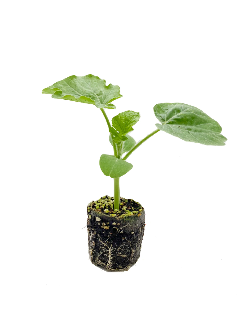 Melon Piel De Sapo F1 Injertado Unidad