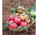 Tomate Rosa Injertado