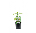Pepino Snack Mycubies Injertado 4 Unidades